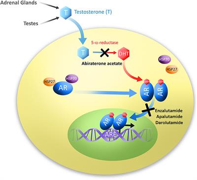 Second-Generation Antiandrogens: From Discovery to Standard of Care in Castration Resistant Prostate Cancer